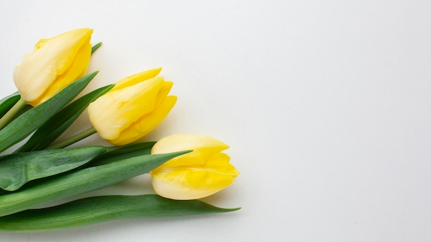 Vue de dessus fleurs de tulipes