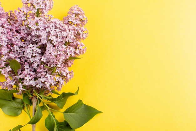 vue de dessus fleurs violet belle isolé sur fond jaune