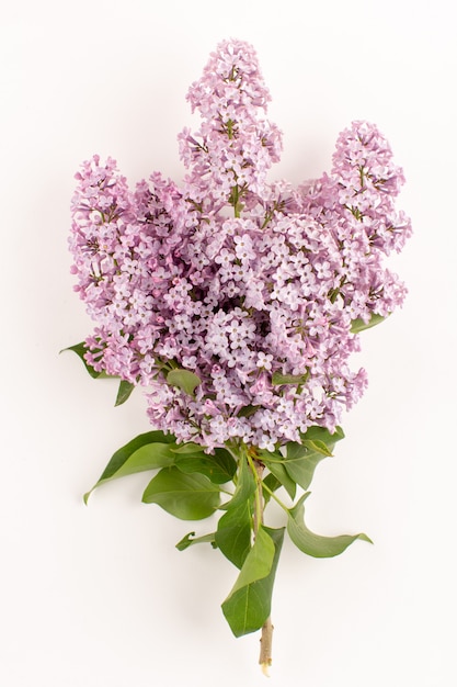 vue de dessus fleurs violet belle isolé sur le sol blanc