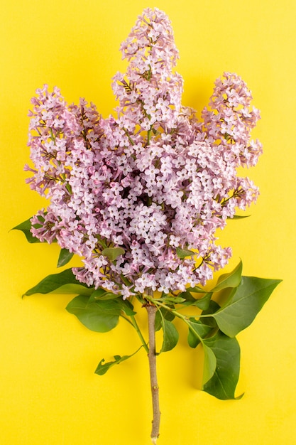 Photo gratuite vue de dessus fleurs violet isolé sur le bureau jaune