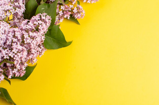 vue de dessus fleurs violet magnifique sur le fond jaune