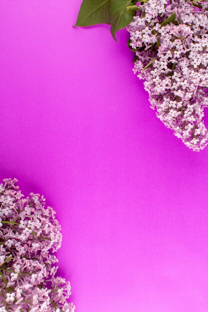 Vue de dessus des fleurs violettes belles isolées sur le fond violet