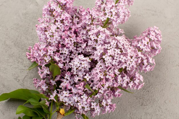 Vue de dessus des fleurs violettes vivantes belles isolées sur le sol gris