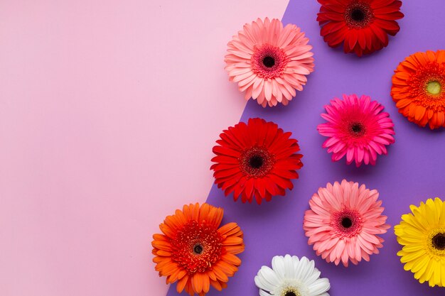 Vue de dessus fond contrasté avec gerbera