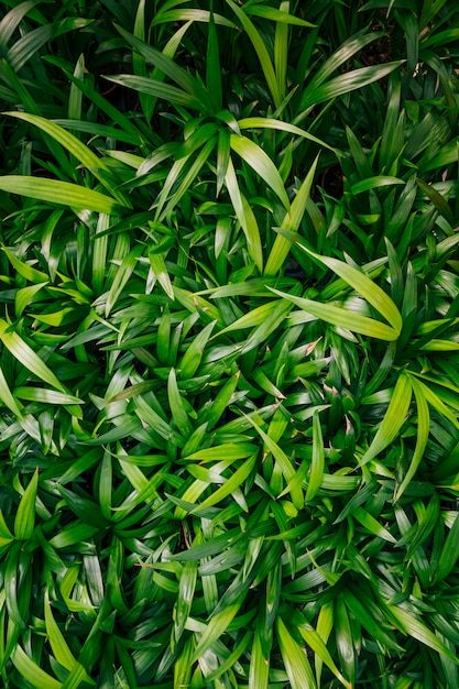 Une vue de dessus de fond de feuilles vertes