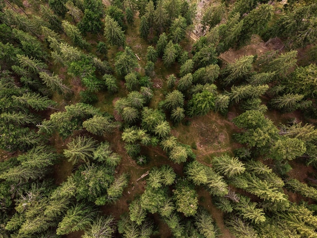 Vue de dessus de la forêt de sapins