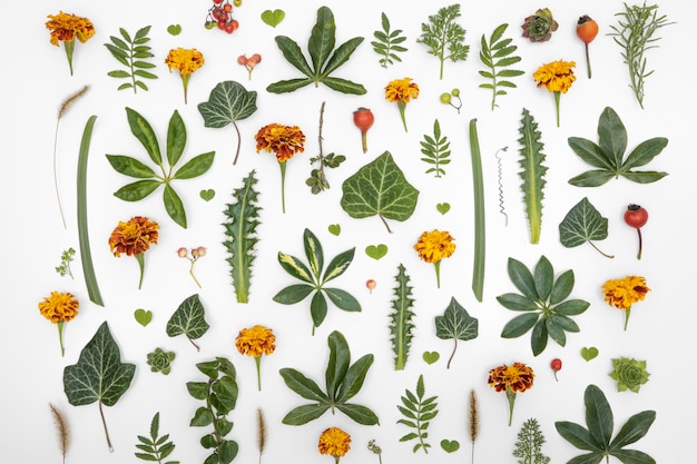 Vue de dessus groupe de feuilles vertes et de fleurs