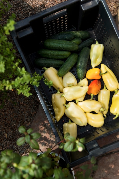 Vue de dessus des légumes frais d'une serre