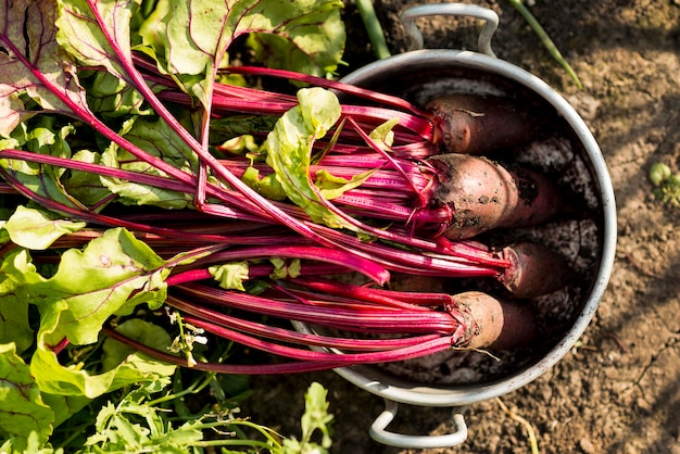 Vue de dessus des légumes en pot