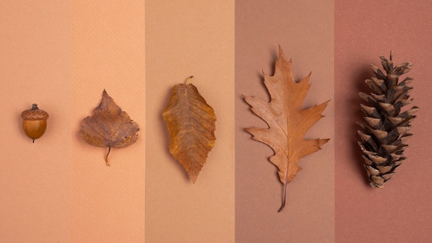 Photo gratuite vue de dessus des lignes monochromes avec feuilles et cône