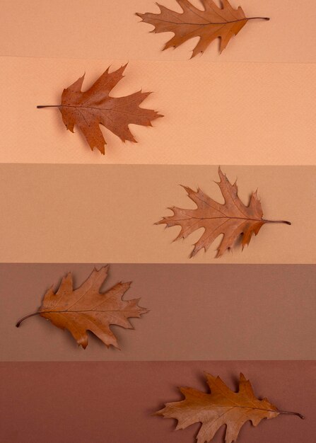 Vue de dessus des lignes monochromes avec des feuilles