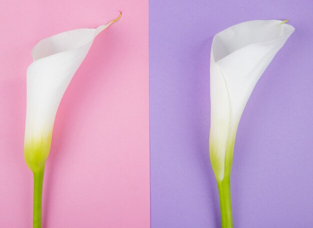 Vue de dessus des lis blancs calla isolés sur fond coloré