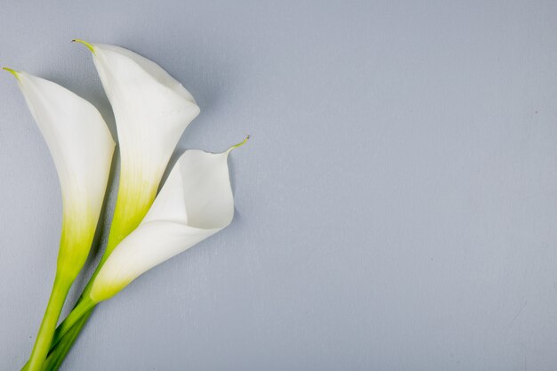 Vue de dessus des lis calla de couleur blanche isolé sur fond gris avec copie espace