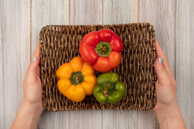 Vue de dessus des mains féminines tenant un plateau en osier de poivrons colorés sur une surface en bois gris