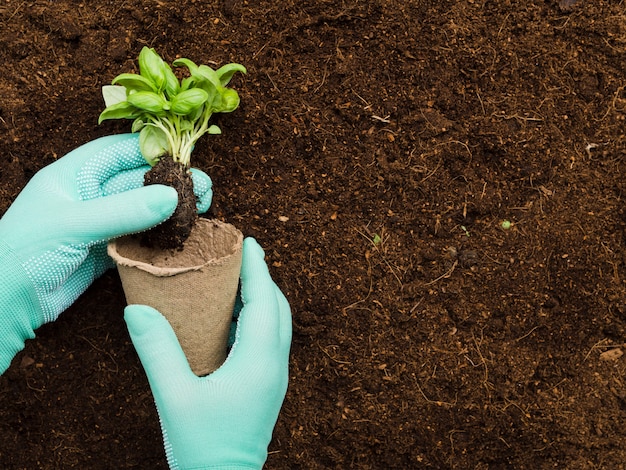 Vue de dessus des mains manipulant des plantes