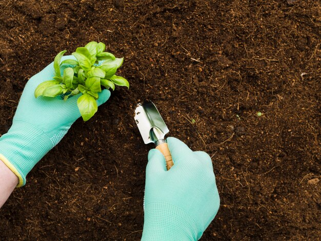 Vue de dessus des mains manipulant des plantes