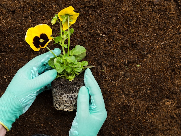 Vue de dessus des mains manipulant des plantes