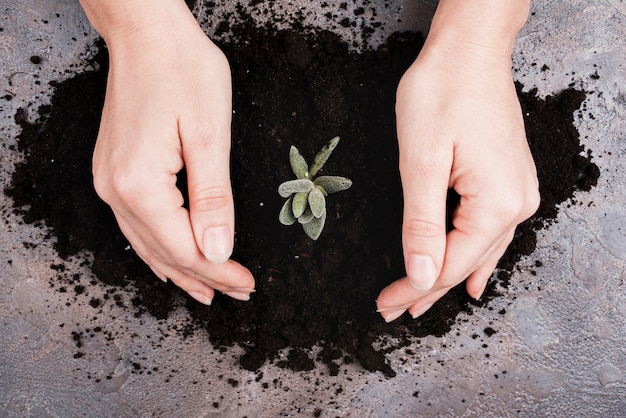 Photo gratuite vue de dessus des mains et des plantes dans le sol