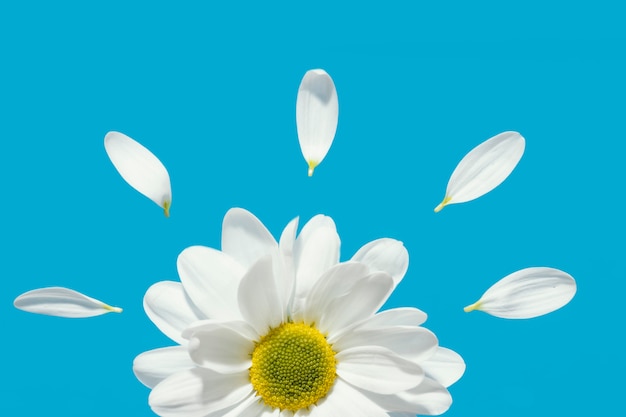 Vue de dessus de la marguerite de printemps avec des pétales