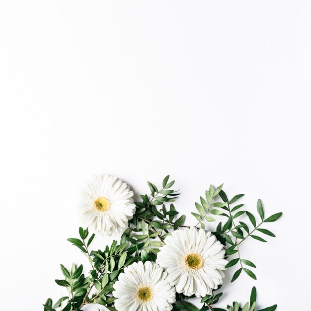 Vue de dessus de marguerites blanches