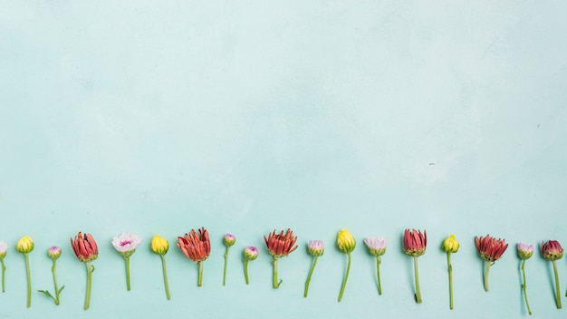 Vue de dessus des marguerites et des roses de printemps avec copie espace