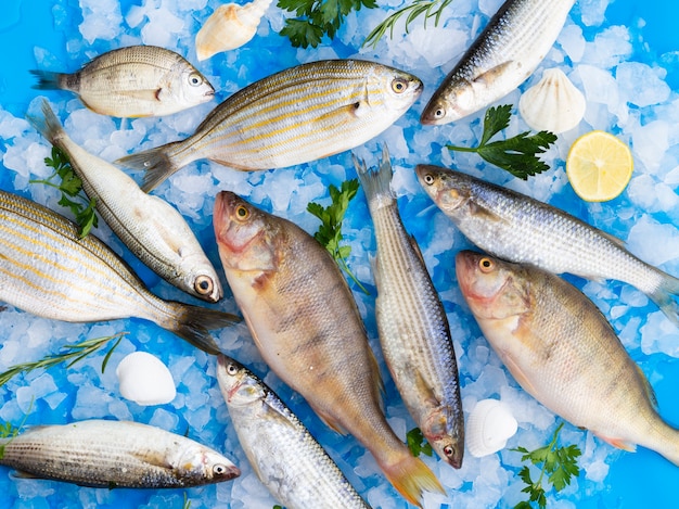 Vue de dessus mélange de poissons frais sur glace