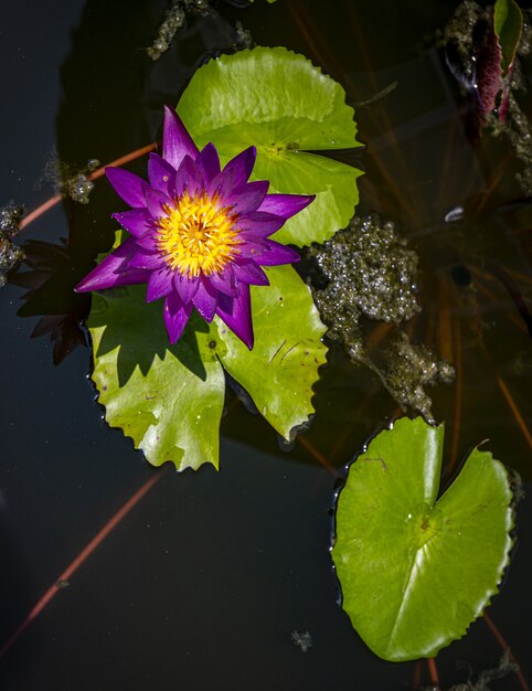 Vue de dessus de nénuphar violet