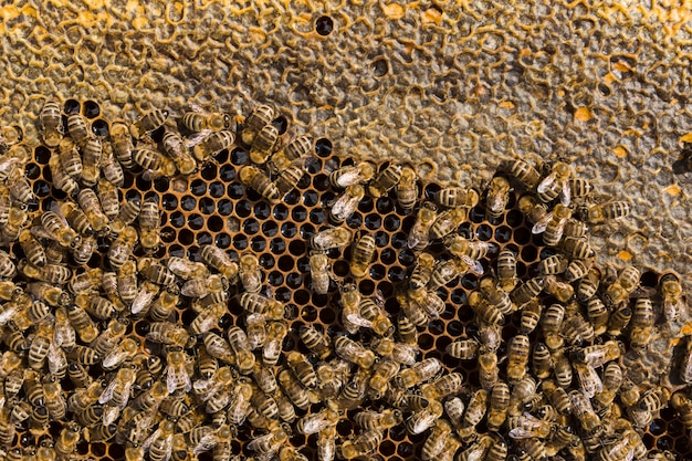 Vue de dessus en nid d&#39;abeille