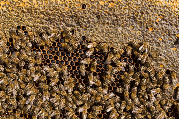 Vue de dessus en nid d&#39;abeille