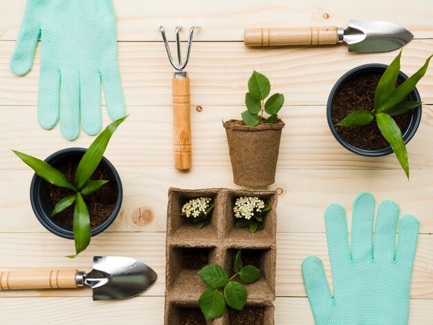 Vue de dessus des outils de jardinage et des plantes