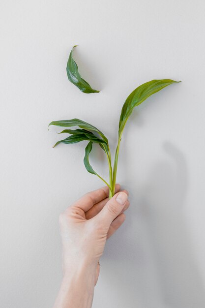 Vue de dessus personne tenant une plante sur fond blanc