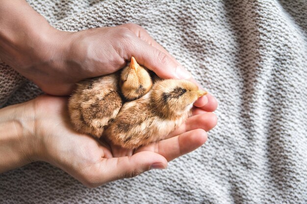 Vue de dessus d'une personne tenant des poussins bruns sur un chiffon