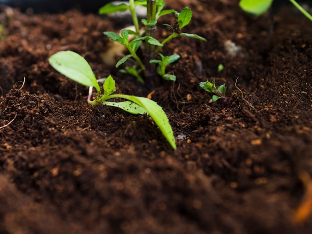 Vue de dessus de la plante sur le sol