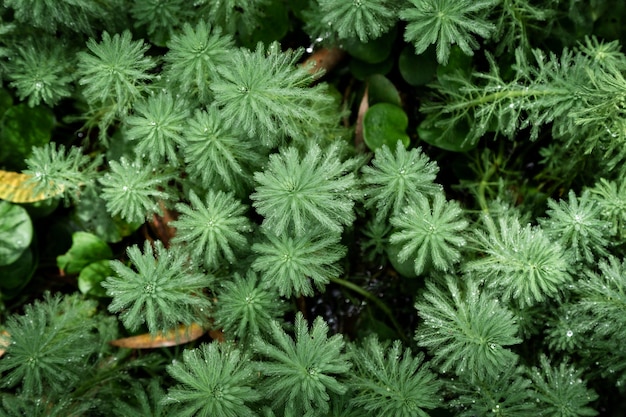 Vue de dessus des plantes et des feuilles