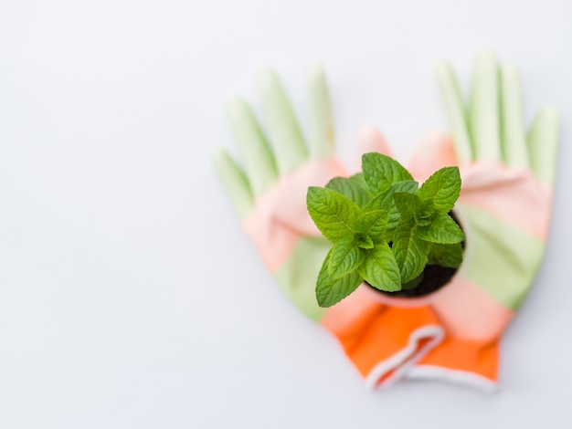 Photo gratuite vue de dessus des plantes avec des gants