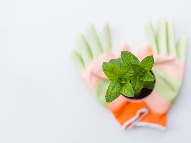 Vue de dessus des plantes avec des gants