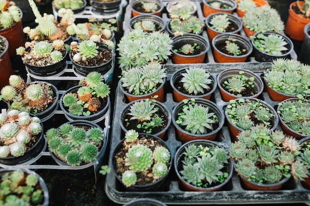 Vue de dessus des plantes succulentes en pot