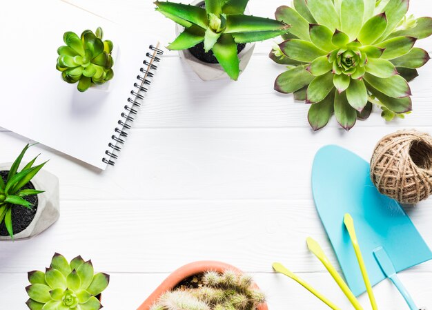 Vue de dessus des plantes sur une surface en bois