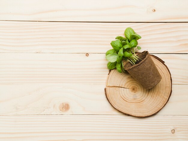 Vue de dessus des plantes sur une table en bois