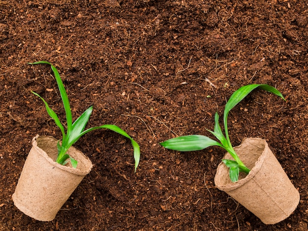 Photo gratuite vue de dessus des plantes