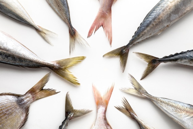 Vue de dessus des queues de poisson en cercle