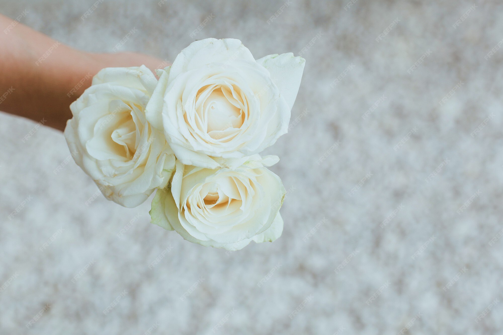 Vue De Dessus De La Rose Blanche Dans Une Main Avec Un Arriere Plan Flou Photo Premium