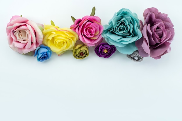 Une vue de dessus roses colorées belles fleurs élégantes sur blanc, plante à fleurs de couleur