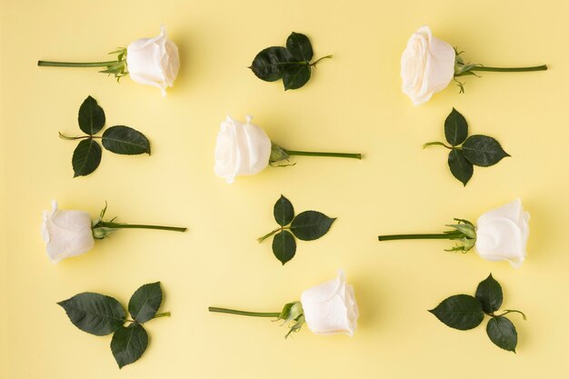 Vue de dessus des roses en fleurs