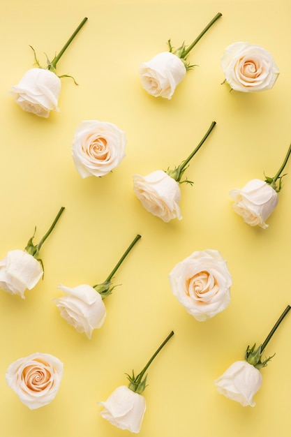 Vue de dessus des roses en fleurs