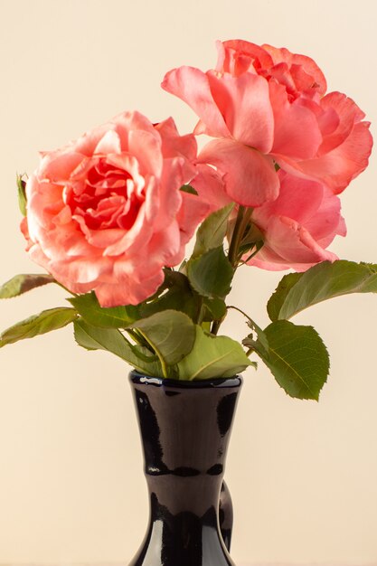 Une vue de dessus roses rouges belles fleurs roses à l'intérieur de la cruche noire isolée sur la table et rose