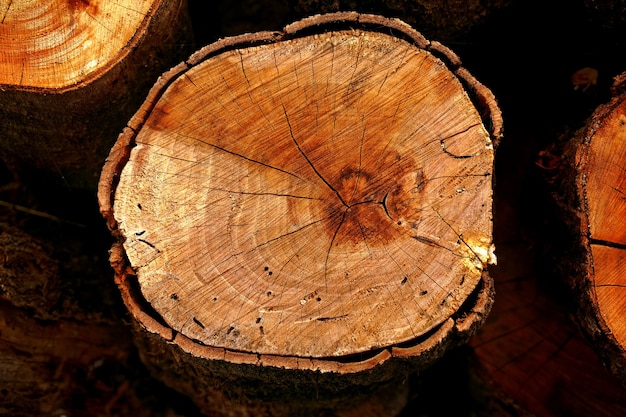 Vue de dessus des souches de bois coupées avec une tronçonneuse