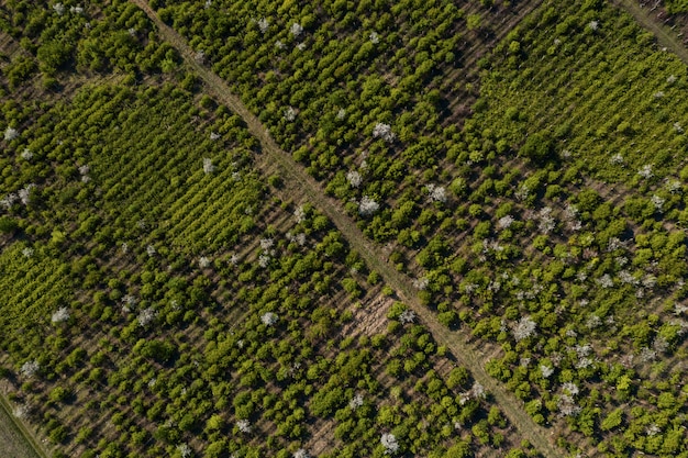 Photo gratuite vue de dessus de la texture des arbres