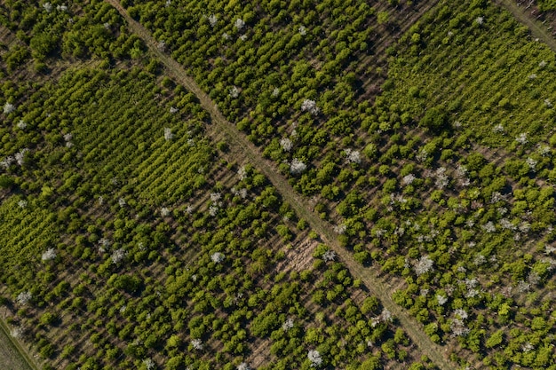 Vue de dessus de la texture des arbres