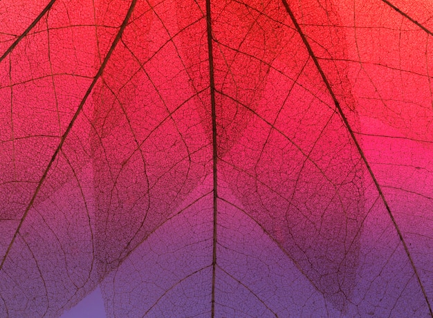 Vue de dessus de la texture des feuilles colorées